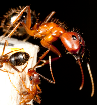 Illustration for article titled How a caste system reshapes the bodies of ants